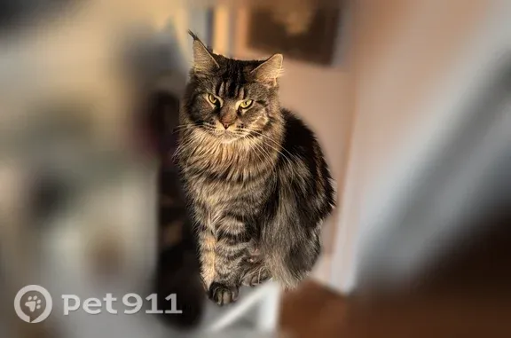 Lost cat, Calvin Avenue Southeast, 1465, Grand Rapids — female Maine Coon, no collar - photo