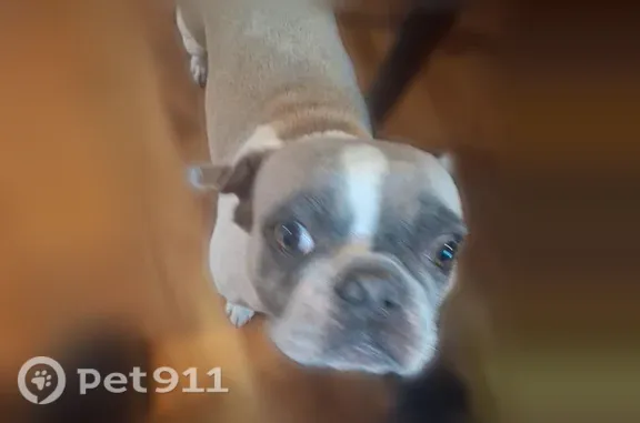 Lost dog, Larimore Road, 12137, Spanish Lake — friendly and loving Frenchie - photo