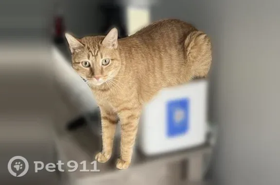 Lost Cat, male, San Gabriel, 4206, Mission, Mission — neutered and extremely shy - photo
