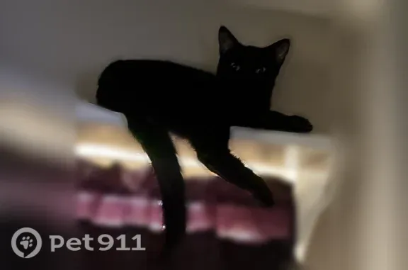 Lost cat, male, Highway 128, 6619, West Hima, Savannah — neutered indoor cat with green eyes - photo