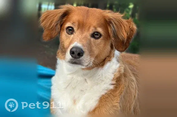 Lost Dog, male, Confederate Avenue, 385, Dallas — brown and white chest and paws - photo