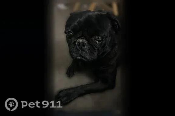 Found dog, male black pug, Nor...