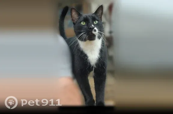 Lost male cat, Par Road 6, Leesville — 10–11 years old and very friendly - photo