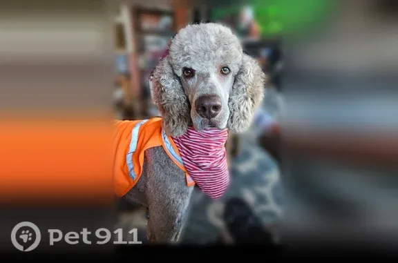Lost dog, Georgetown Road, 1566, Elkins, Princeton — male blond Standard Poodle - photo