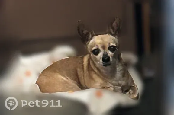 Missing dog Vista, photo: Lost female dog, Riverside, California, Vista — brown coat, short hair, big ears