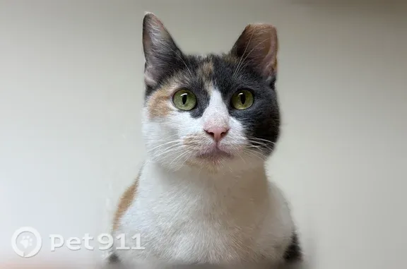 Lost cat, South 1st Street, 9401, Austin — female calico with clipped ear - photo