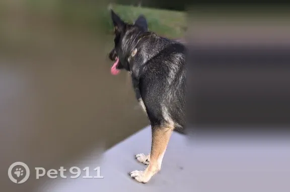 Lost female dog, Gilbert Drive, 154, Horseshoe Bend — black & tan with an Ariat collar - photo