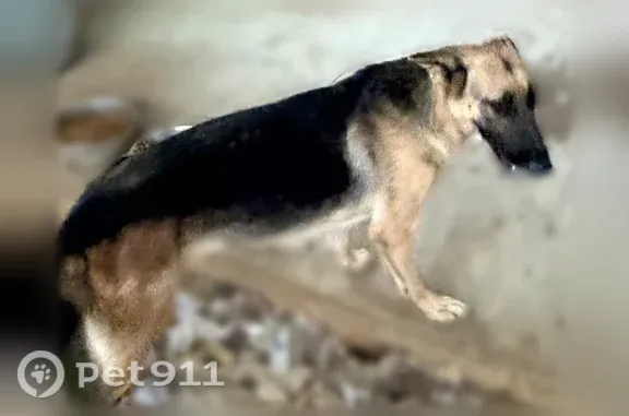 Lost pets Grand Prairie, photo: Lost dog, Hill Park Drive, Grand Prairie — shy female German shepherd