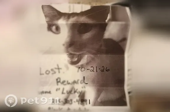 Lost male cat, City Hall Walkways, Philadelphia — black and white with a blue collar - photo