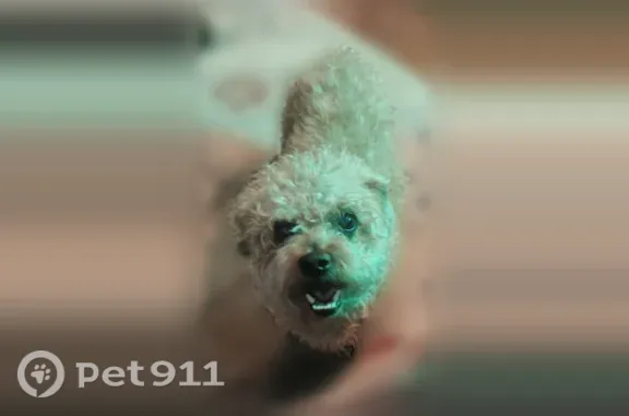 Lost dog, male, Waynesboro, Georgia, Wilkes-Barre — wearing a red collar - photo