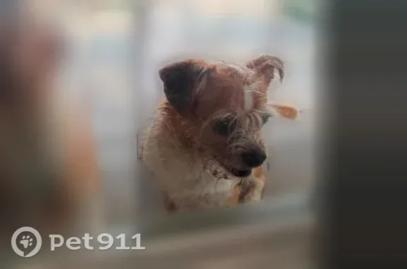 Lost male dog, Truchard Drive, 12255, Conroe — small stature - photo