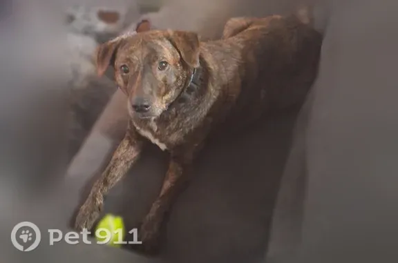 Missing dog Long Beach, photo: Lost female dog, San Francisco Avenue, 2343, Long Beach — brindle coat and blue service collar