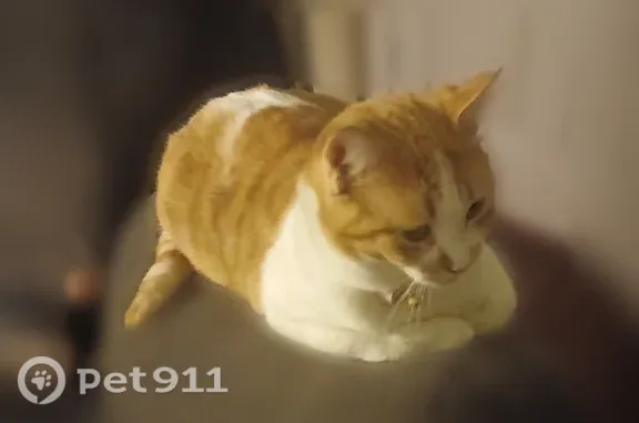 Missing cat Chattanooga, photo: Lost female cat, Lee Highway, 7707, Chattanooga, Arlington — very sweet