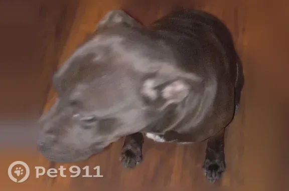 Lost Dog, Torrence Cove, 1538, Byram, Arlington — female with a white belly marking - photo