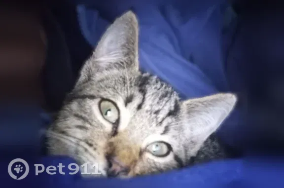 Lost female cat, South Oakridge Drive, Homosassa, Orlando — black-tipped ears - photo