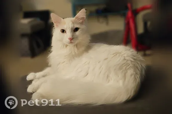 Lost Cat, Victoria Street North, 2665, Roseville, Hopkins — Male with White/Cream Long Hair - photo