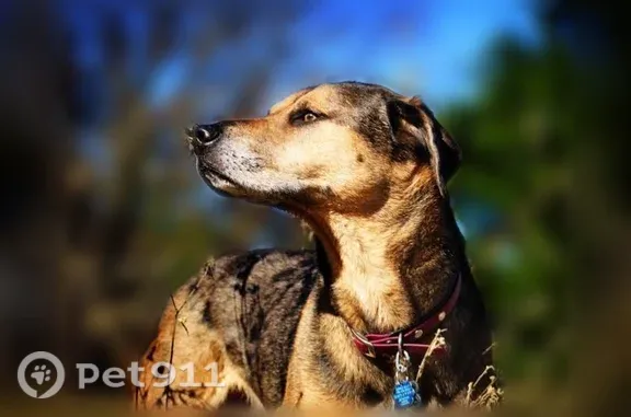 Lost Dog, Gannt Street, Marion, Arlington — male Catahoula mix, 55 lb - photo