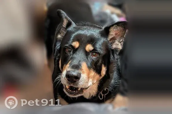 Lost dog, Northwest 27th Street, 2801, Oklahoma City, Bethany — tailless Rottweiler mix - photo