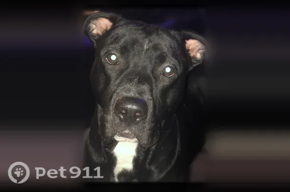 Lost male dog, Edwards Road, Greensboro — white-tipped tail and gray collar - photo