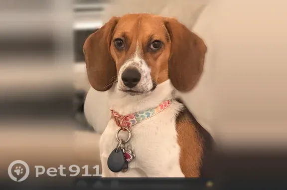 Lost dog, Glen Ridge Court, 6600, Midlothian — female tri-color Beagle - photo