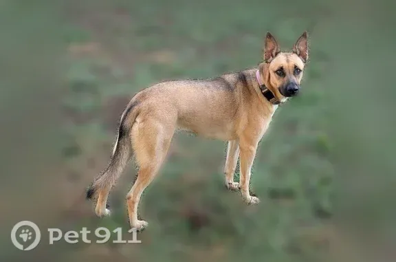 Lost dog, Agnes Douglas Road, 10664, Fort Mill — female, wearing a collar - photo