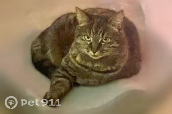 Lost female cat, San Jose Avenue, 9158, Garden City — afraid of people - photo
