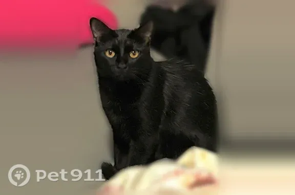 Lost cat, male, Consol Avenue, El Monte, Los Angeles — black, medium-sized - photo