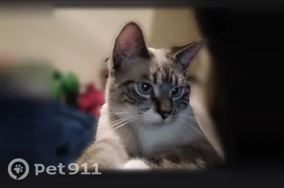 Lost cat, Marlwood Way, 4512, Virginia Beach — male with a white chest and feet - photo