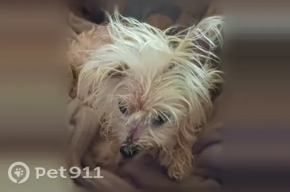Lost dog, Ravens Point Circle, 1200, Raleigh — female Maltese with red collar - photo