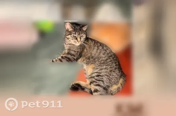 Lost cat, female, East 14th Street, 907, Austin - photo