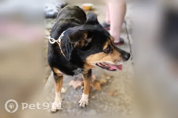 Found dog Swansea, photo: Found dog, Park Place, 7, Swansea — female with a pink collar