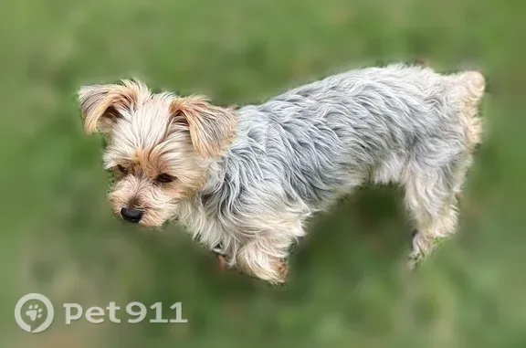 Lost female dog, Allencrest Drive, 2740, Corpus Christi — older Yorkie - photo
