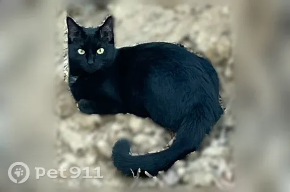 Lost cat, Fordland Drive, 6014, Raleigh — tiny black female with a white chest patch - photo