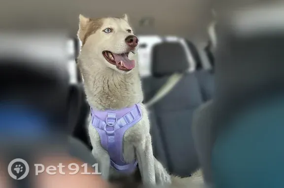 Lost dog, Bridges Fairway Lane, 15906, Houston — male, white and tan - photo
