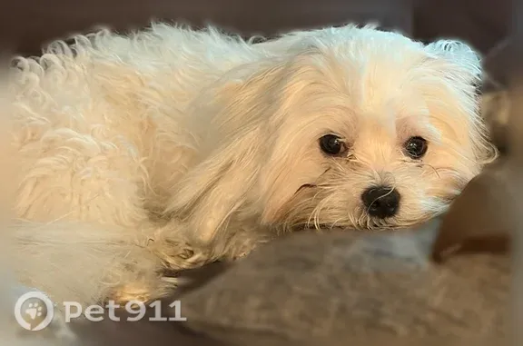 Lost male dog, Holly Crossing, Morgan's Point Resort — all-white coat - photo