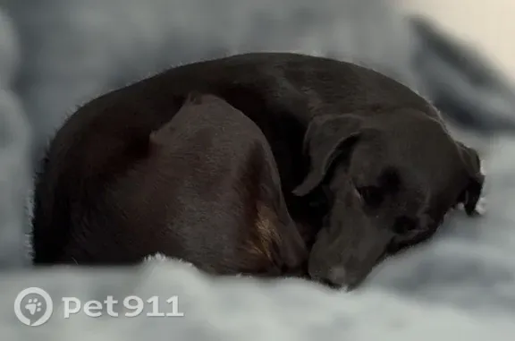 Lost dog, Central Avenue, 675, New Providence — female black Lab with a pink harness - photo