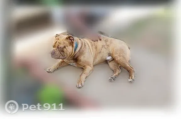 Lost male dog, North Martin Luther King Avenue, 2323, Oklahoma City — bullmastiff with chocolate spots - photo