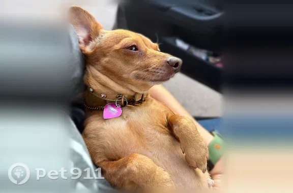 Lost dog, 700 South, 300, American Fork, Oakland — small Chihuahua mix - photo