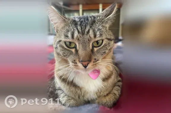 Lost cat, Crawford Lane, 13508, Grass Valley — female - photo