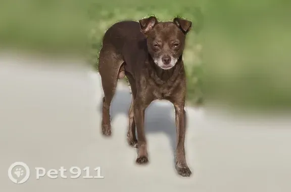 Lost dog, Ridgewood Street, 2402, Irving — small brown Chihuahua mix, answers to Coco - photo