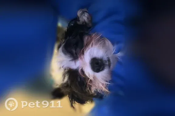Lost female dog, U.S. 9, 18, Marlboro Township, Spotswood — small black-and-white Shih Tzu - photo