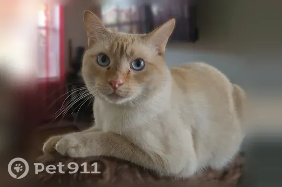 Lost male cat, Costa Mesa Drive, 5328, Fort Worth — white and orange coat - photo