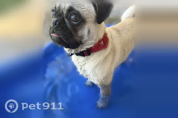 Lost dog, Larry Wadkins Drive, 1612, El Paso — male fawn-colored pug with a black face mask - photo