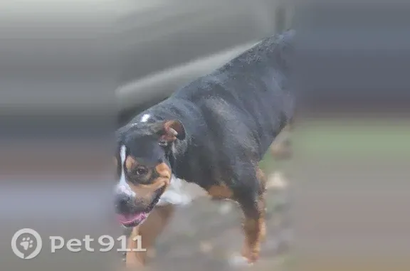 Lost male dog, Lakepointe Street, 5240, Detroit, Detroit — tricolor with tan markings - photo