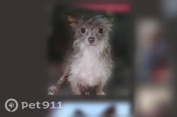 Lost dog, Skyline, Alabama, Scottsboro — female Rose, 3 years old, scared of men - photo
