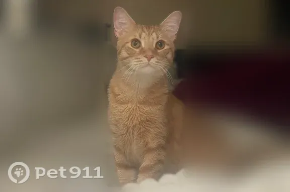 Lost male cat, Kitchen Court, Hilliard — orange, 1 year old - photo