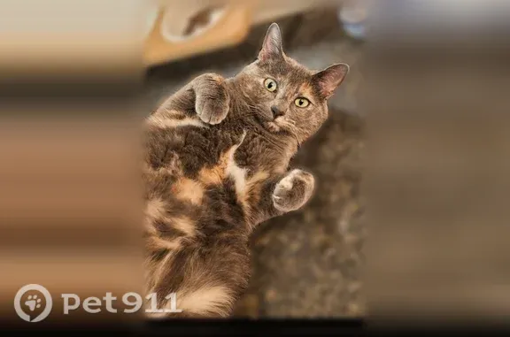 Lost cat, Quandt Avenue, 9961, Allen Park, Pittsburgh — small, timid female - photo