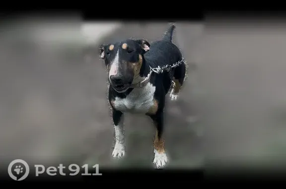 Lost dog, East 80th Street, 4150, Cleveland — female Bull Terrier - photo