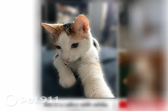 Lost female cat, North Main Avenue, 916, Springfield — calico with a brown spot on her nose - photo
