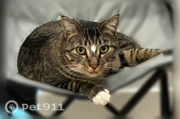 Lost male cat, Emeril Avenue, 858, Salt Lake City - photo